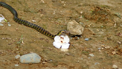 Snake trying to eat a toad in Playa del Oro, Ecuador