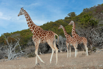 giraffe in the wild