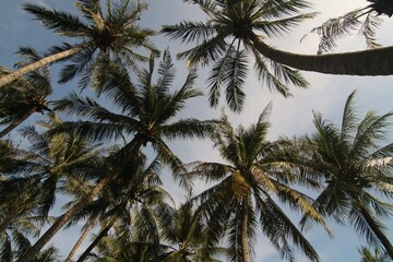 Fototapeta na wymiar Lots of coconut trees against a blue sky background.