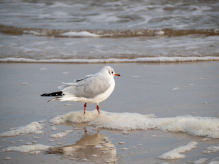 Seagull walking along the seashore. Seagull standing on the sandy beach of the sea.