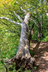Travel through the autumn forest park, observing the natural changes in the life of trees and their habitat.