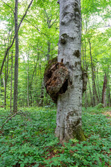 Travel through the autumn forest park, observing the natural changes in the life of trees and their habitat.