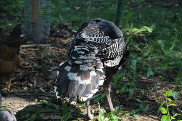 bird in the forest