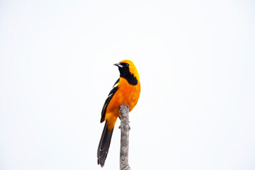 New World oriole Filmed on the Yucatan Peninsula