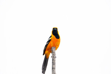 New World oriole Filmed on the Yucatan Peninsula