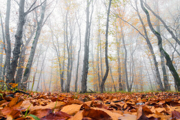 Mysterious autumn foggy forest