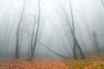 Obraz premium Mysterious autumn foggy forest