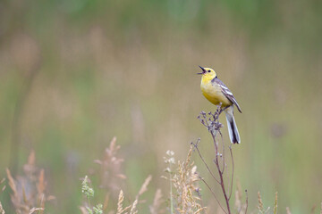 The citrine wagtail (Motacilla citreola) is a small songbird in the family Motacillidae.