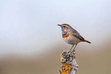 Bluethroat. Birds of Central Russia