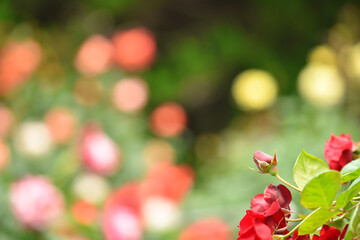 日本のバラ園・ファンタジックな赤いバラの花の蕾