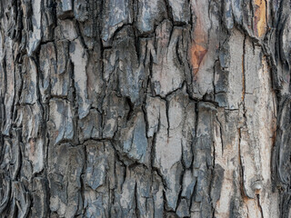 old grunge dark textured wooden background , The surface of the old brown wood texture