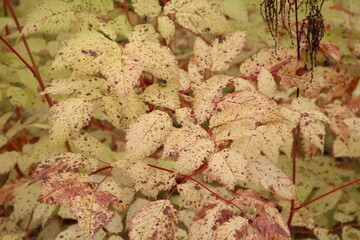 close up of a plant