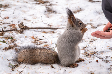 Squirrel eats nuts from a man's hand. Caring for animals in winter or autumn.