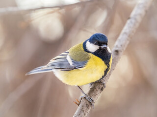Cute bird Great tit, songbird sitting on a branch without leaves in the autumn or winter.