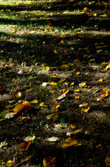 A country lane with lights and shadows and colored leaves on the ground