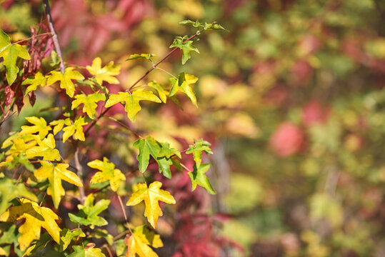 Autumn background. A branch of yellow-green leaves. Bright blurred background of yellow, green and red leaves. Free space for text, shallow depth of field, bokeh.