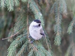 Cute bird the willow tit, song bird sitting on the fir branch