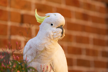 Cockatoo