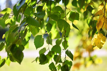 Autumn background. Bright yellow-green birch leaves on a branch close-up. Autumn colors. Sunlight on the leaves, backlight. Shallow depth of field, selective focus.