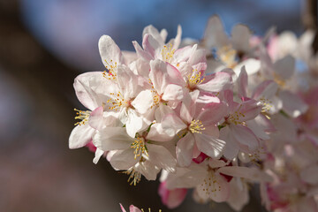 Appletree blossom