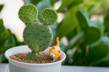 Opuntia microdasys cactus in diy concrete pot with Mini Cute little cat animal Models Plastic