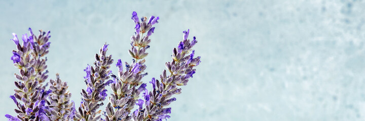 Lavender panorama with copy space. Lavandula plants panoramic banner with a place for text