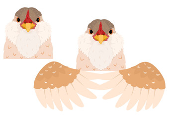 buff bearded easter egger chicken head and wings