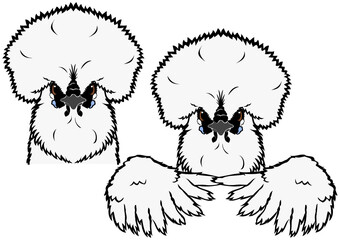 white silkie chicken head and wings with outline