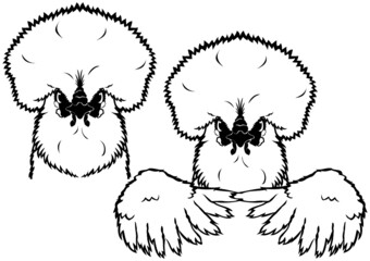  silkie chicken head and wings line art