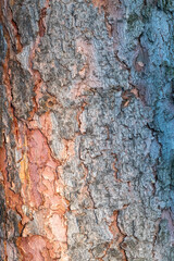 Old wood pine bark texture or background.