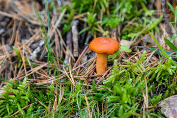Wild mushrooms growing in the meadows of the Lozoya valley in the Sierra de Guadarrama in Madrid