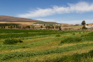 Field of lucerne (alfalfa) being harvested in the Little Karoo, South Africa