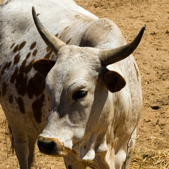 Nguni cow in breeding pen, South Africa