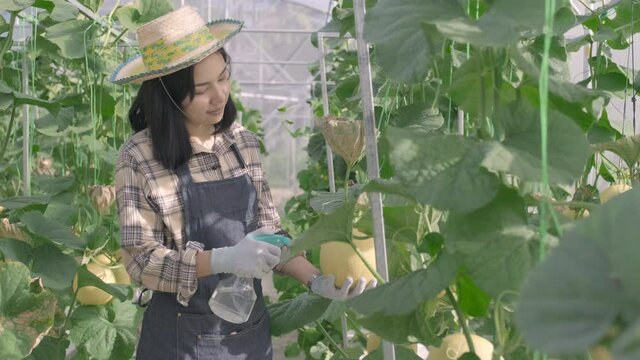 Young woman farmer spraying water with foggy squirt in the garden greenhouse planting, melon gardening farm, fruit gardening concept