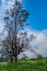 A Casuarina tree blooms in a green meadow under a blue sky near Suruchi Beach in Vasai