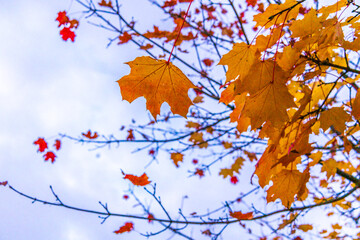 Rot - Gelb gefärbte Blätter eines Laubbaumes während der letzten sonnigen Tage des Jahres kurz bevor sie abfallen, Aufnahme von unten gegen den Himmel