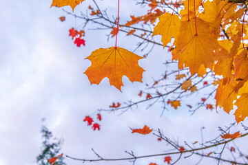 Rot - Gelb gefärbte Blätter eines Laubbaumes während der letzten sonnigen Tage des Jahres kurz bevor sie abfallen, Aufnahme von unten gegen den Himmel