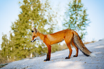 Portrait of a red fox against the background of the forest. The world of wild nature of Russia, the southern Urals. The fox looks ahead looking for prey.