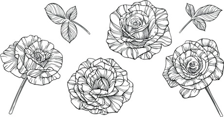 Rose flowers. Isolated on white. Hand drawn line vector illustration. Eps 10