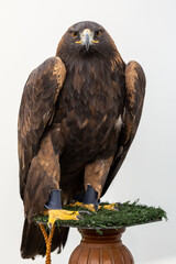 Subspecies of Golden Eagle. Aquila chrysaetos. XXVI International Falconry Conference of Northern Spain, La Virgen del Camino, León, Spain.