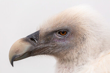 Close-up of the head in profile of a Griffon Vulture. Gyps fulvus.