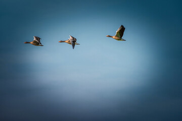 Two detailed Geese flying in a blue sky. Vignette, background, copy space