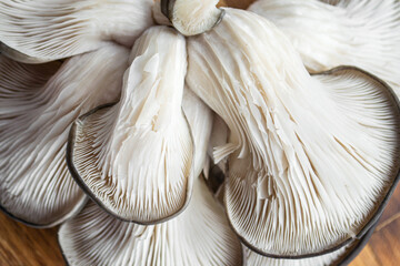 oyster mushrooms close-up on a white background