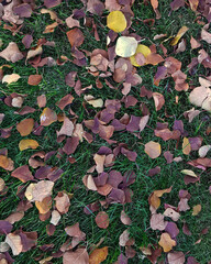 Bright autumn leaves on green grass. Background close up