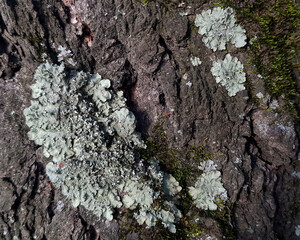 Bark growth. Tree bark close up. Background