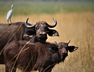 Buffalo mother and calf during a game drive in the Bwabwata National Park on a hot summer day