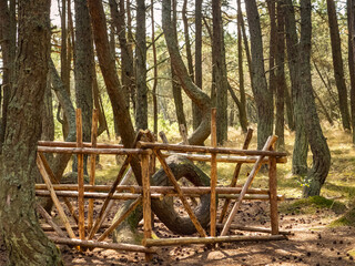 The Dancing Forest is a nature reserve. Unique curved tree trunks on the Baltic coast.