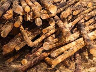 logging. long trunks of ship pine
