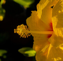 Yellow Chinese hibiscus in bloom during autumn
