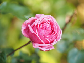 rose